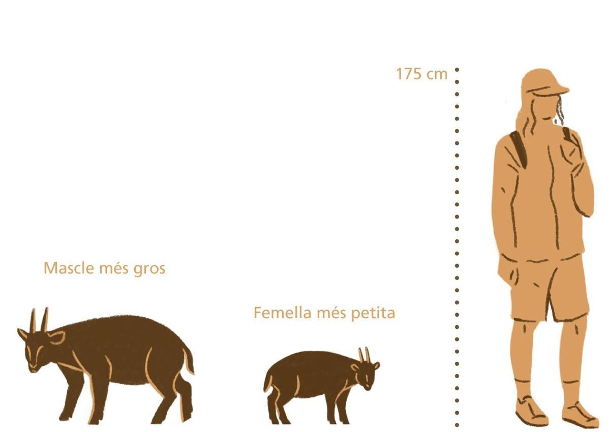 Comparativa de la altura del Myotragus con una persona de 'Els mons perduts dels caprins singulars'