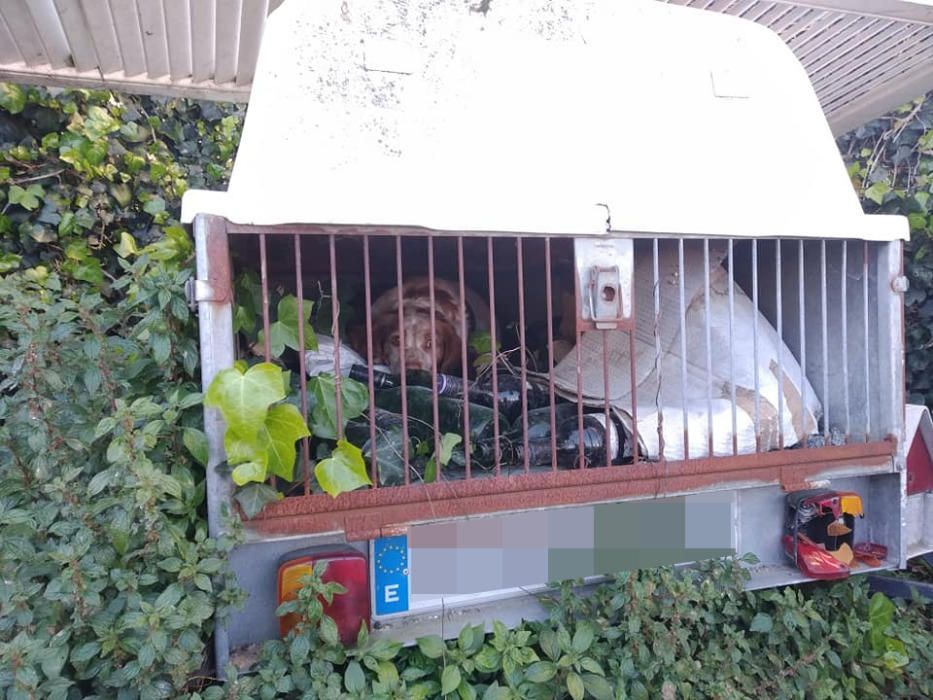 Un cocinero deja horas a su perro en un remolque con basura mientras trabajaba