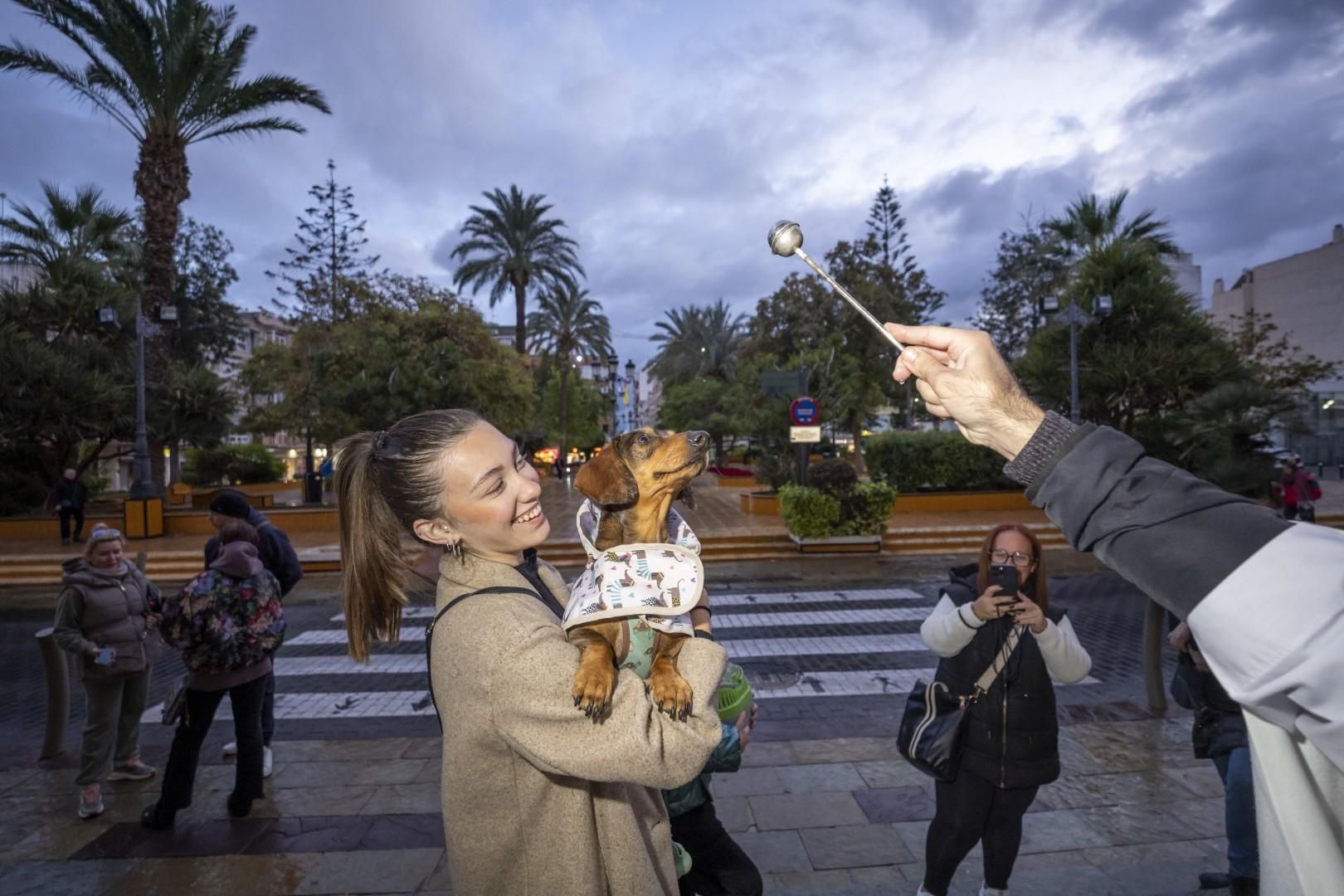 Bendición de animales por San Antón bajo una lluvia invernal en Torrevieja