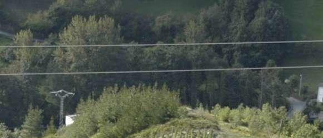 Viñedos en el suroccidente de Asturias.