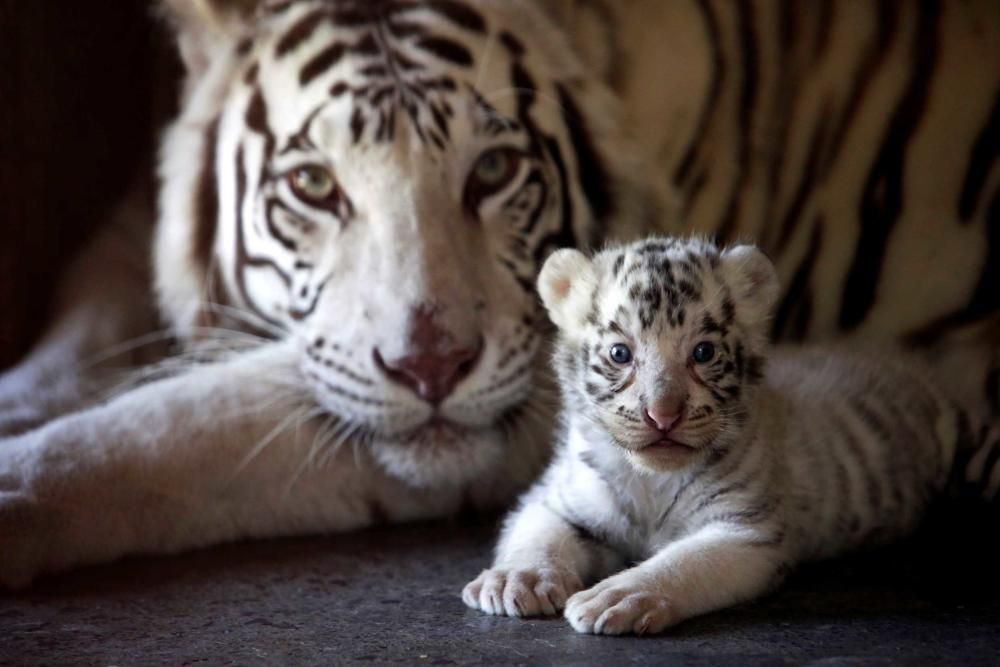 MEXICO-ANIMALS/