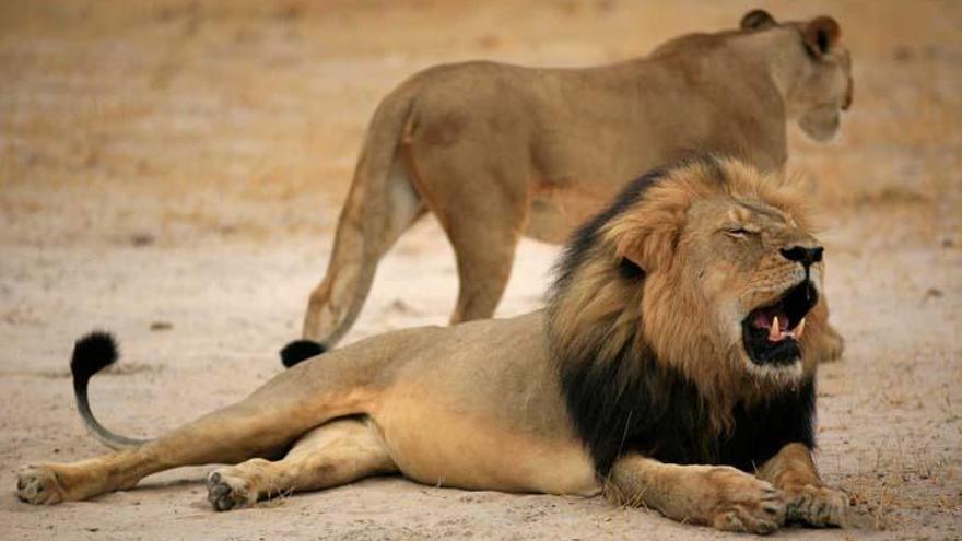 Un grupo de leones ataca a dos cazadores furtivos