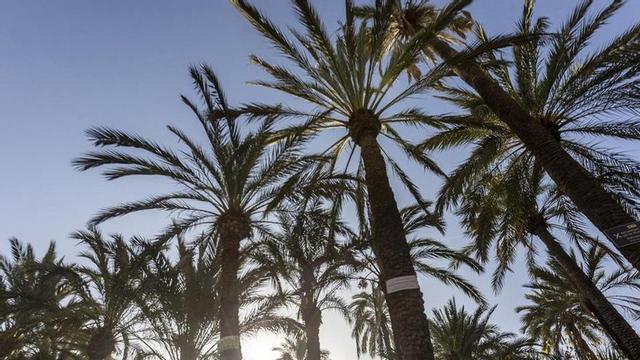Una vista del Palmeral histórico de Elche, en una imagen de archivo.