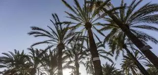 Urbanismo y Palmeral
