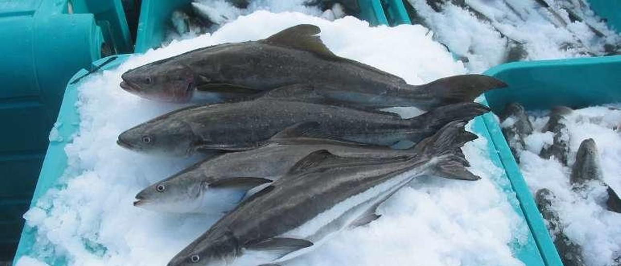 Ejemplares de cobia criados en cautividad. // NOAA