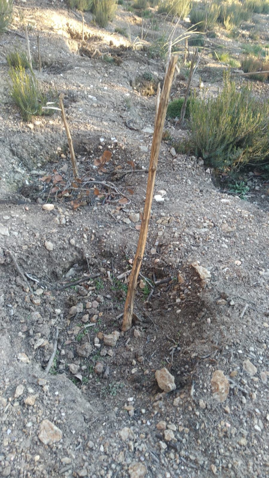 GALERÍA | Así era la plantación "paramilitar" de marihuana hallada en Peque por los cazadores