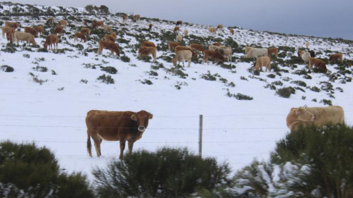 Las vacas pastan en los valles nevados. | Araceli Saavedra