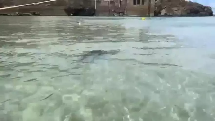 VÍDEO: Cría de delfín extraviada en la playa de Palombina, en Celoriu (Llanes)