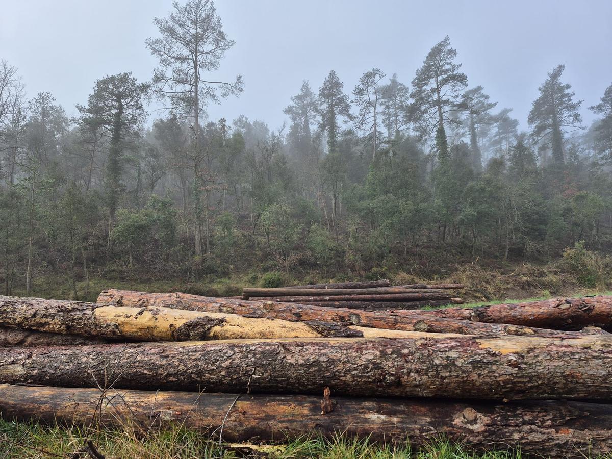 Pinos muertos durante la última sequía, ya cortados, ante un bosque gestionado.