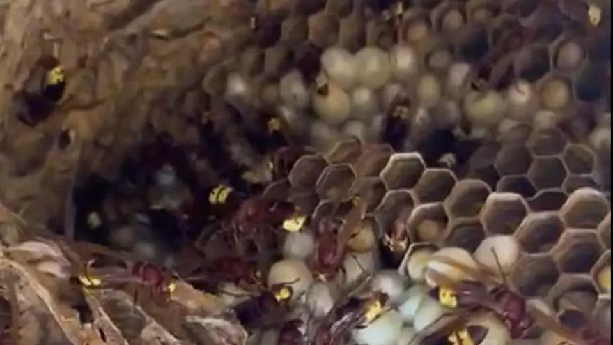 VÍDEO | El Govern confirma la presencia de la avispa oriental en Mallorca