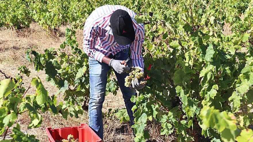 Un treballador veremant ahir a una vinya de Garriguella.