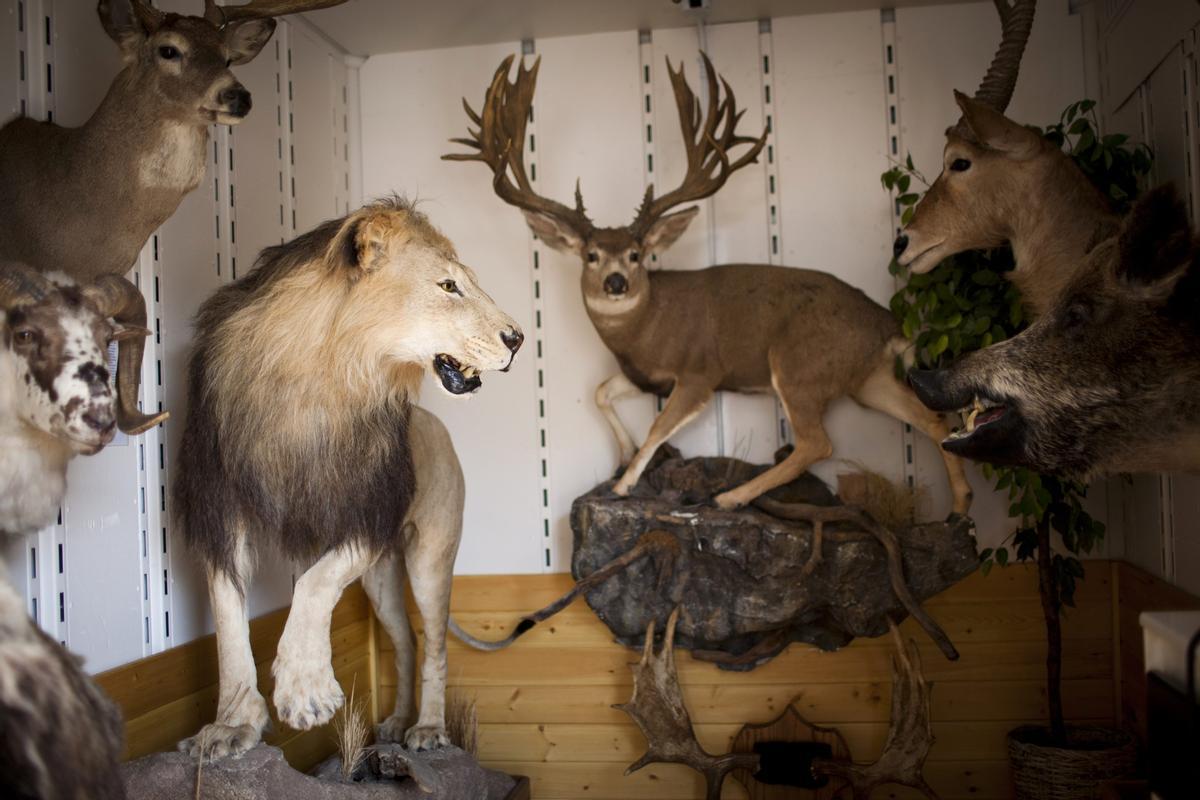 Imagen de archivo de animales salvajes disecados.