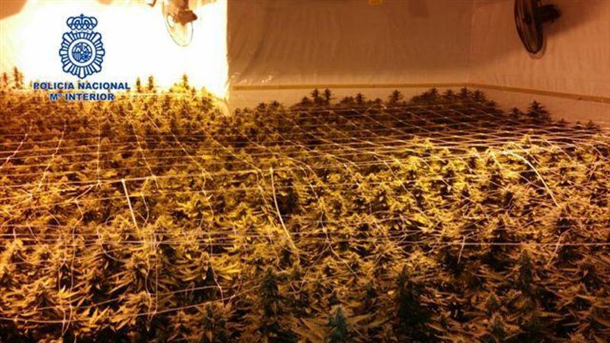 Dos detenidos con 669 plantas de marihuana en su casa