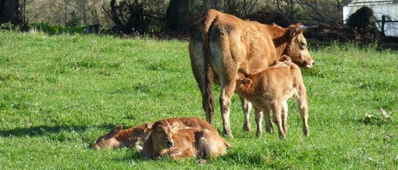 Vacas pastando en un prau de Siero.