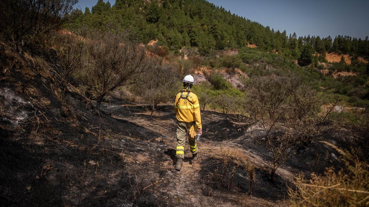 Un efectivo de la Brifor pasea por la zona calcinada en el incendio de El Tanque, en Tenerife, en julio de 2025