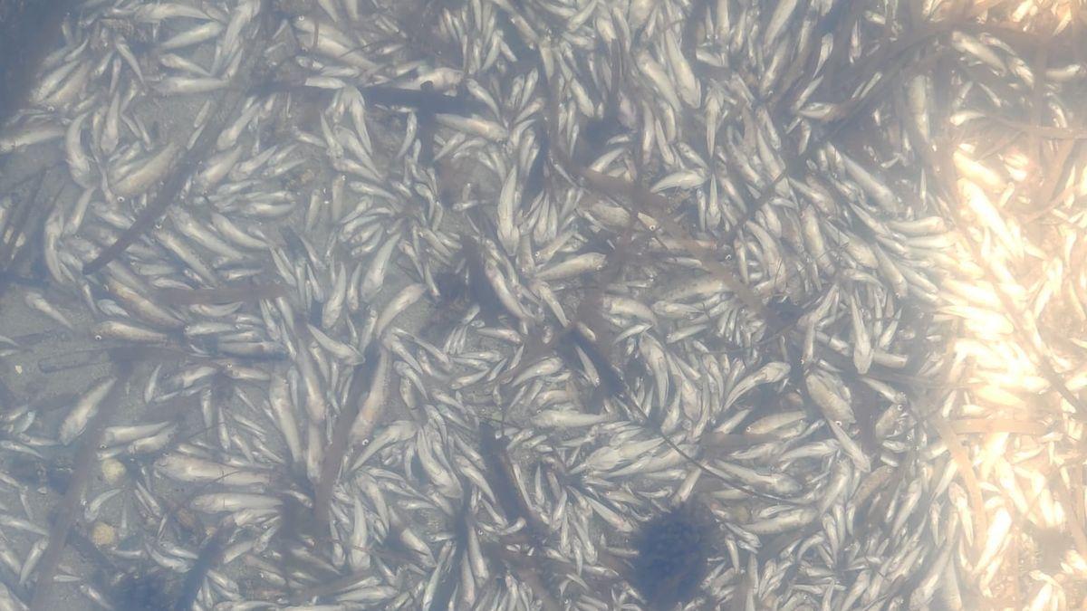 Miles de peces muertos en La Gola de La Manga.