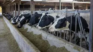 El aviso de los ganaderos: no tolerarán que quede sin recoger un solo litro de leche asturiana