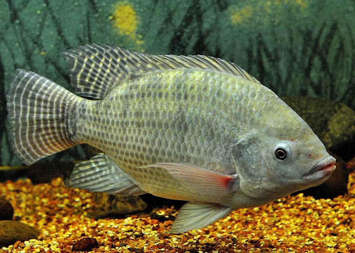 Tilàpia del Nil (Oreochromis niloticus)