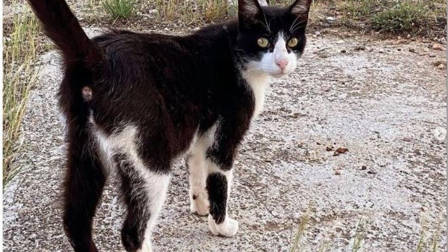 Matan a un gato con una ballesta en Paterna