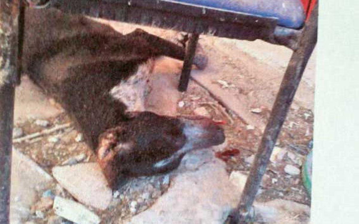 El juez eleva de falta a delito los cargos contra un hombre que dejó morir de hambre a sus perros