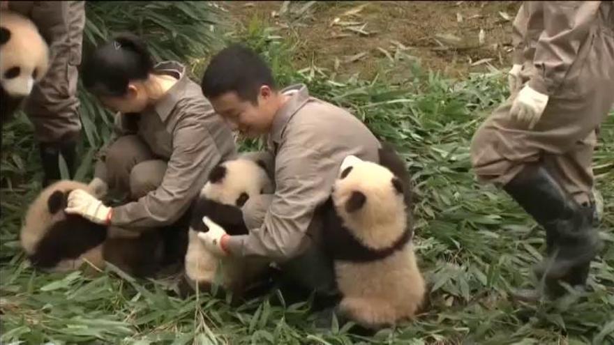 Foto de familia de los bebés panda nacidos en China en 2017