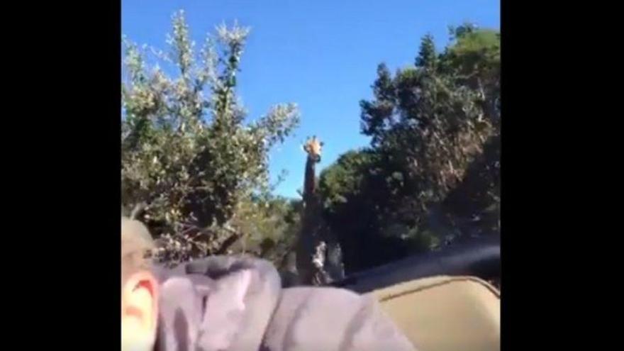 VÍDEO | &#039;Jirafasaurus Rex&#039;: pánico en el safari