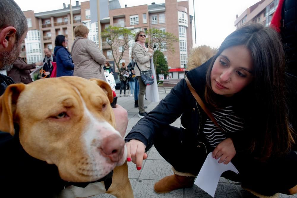 Manifestación contra el maltrato animal