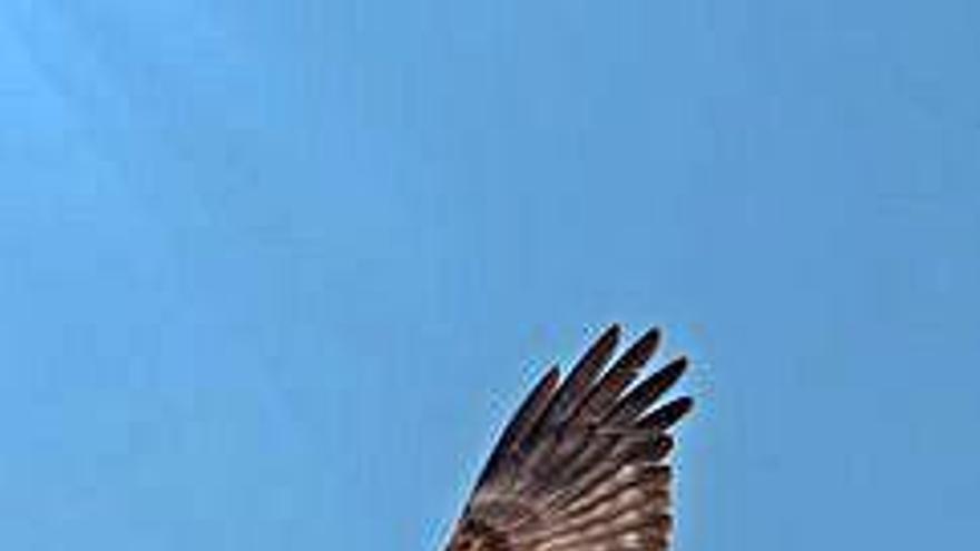 Hembra adulta de aguilucho lagunero fotografiada en s&#039;Albufera de Mallorca.