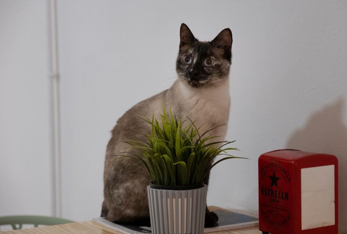 Un exemplar d'un gat en una llar, en una imatge d'arxiu.