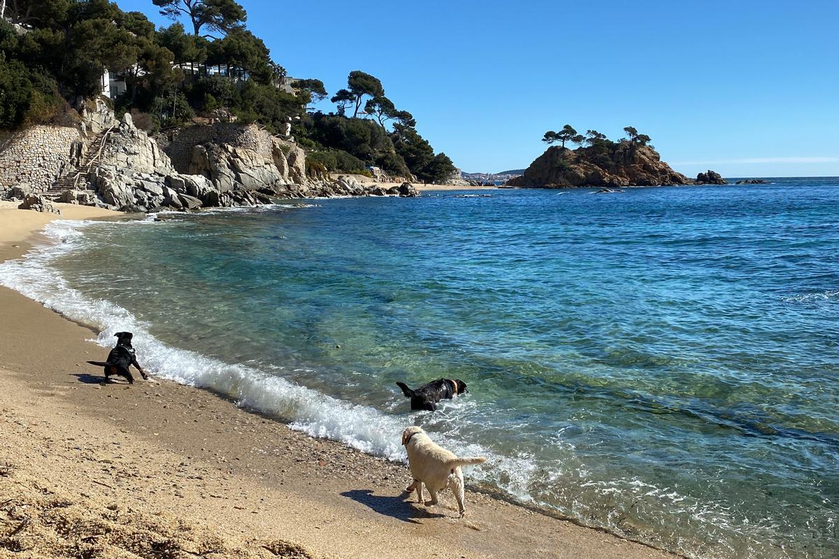 Calonge i Platja d’Aro es queden sense platja per a gossos a la cala Belladona