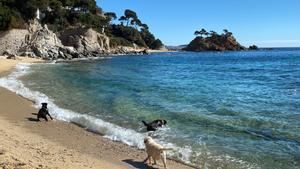 Calonge i Platja d’Aro es queden sense platja per a gossos a la cala Belladona