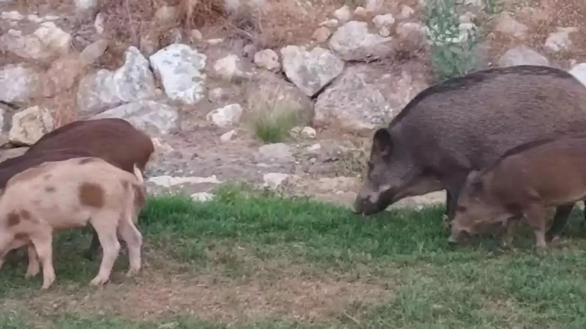 Jabalíes y cerdolíes en la zona de la Hacienda Paredes en Málaga