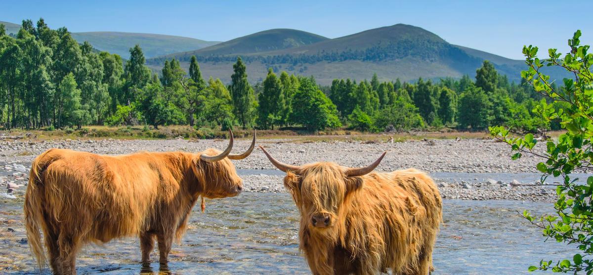 El Parque Nacional Cairngorms es uno de los 50 Parques Nacionales más grandes del mundo