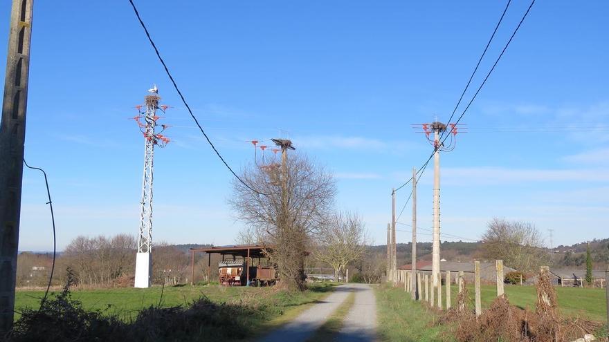 Urgen protección para la colonia de cigüeña blanca de Escuadro, la única de la provincia