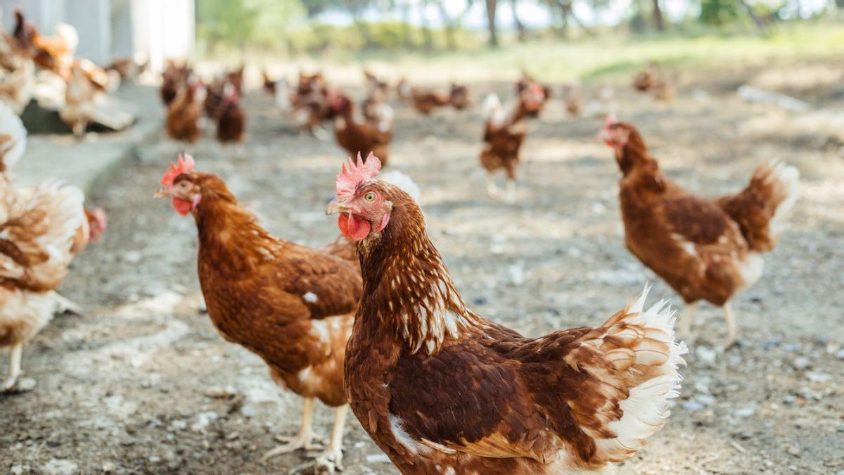España pone fin al confinamiento de aves de corral por la gripe aviar, lo que permite de nuevo la venta de huevos camperos