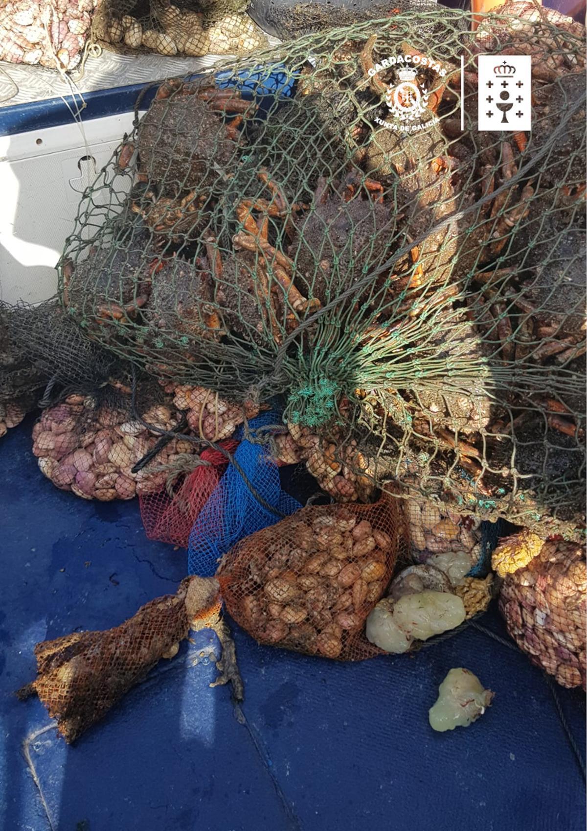 Centollo y almeja decomisados por Gardacostas en A Illa de Arousa, antes de que comenzara la campaña del crustáceo.