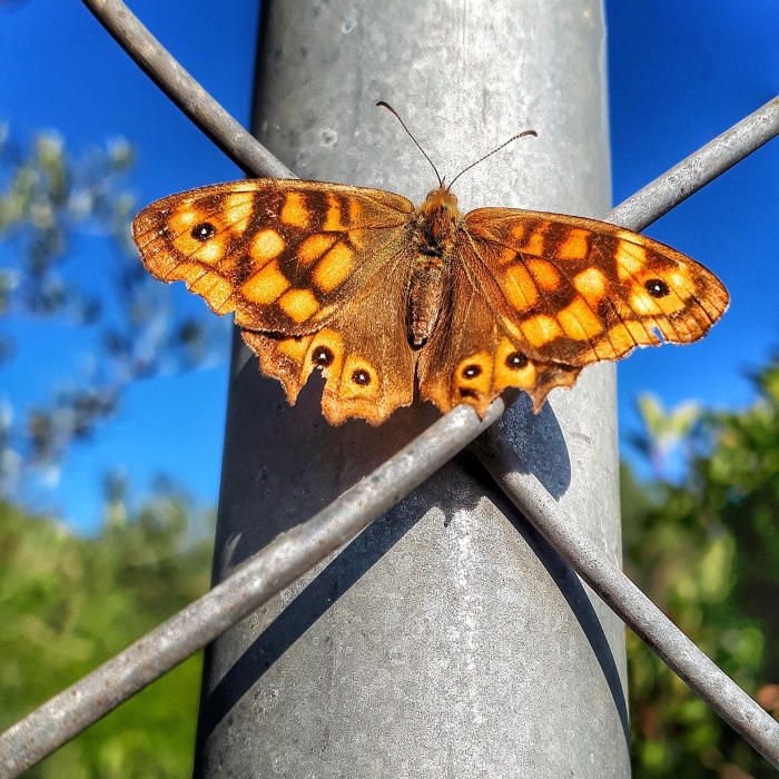 Papallona. Aquesta bruna de bosc (Pararge aegeria) es va aturar un moment per descansar. La imatge va ser captada a Cardona.