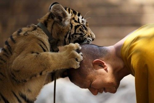 Monje budista juega con un tigre