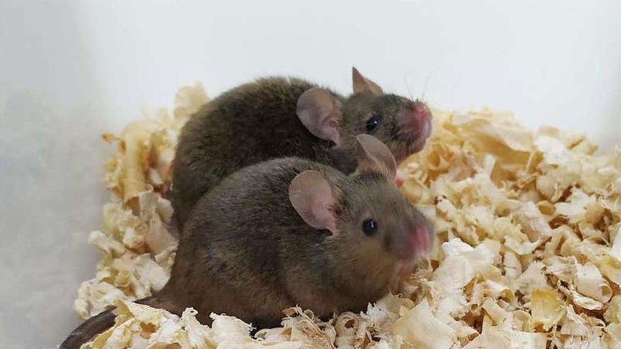 Ratones que nacieron de dos padres logran tener descendencia propia