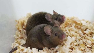 Ratones que nacieron de dos padres logran tener descendencia propia
