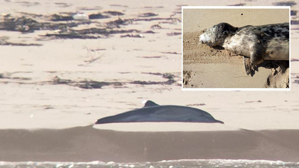 El delfín varado en la isla Sur y el lobo marino en la playa de A Barbeira (Baiona).