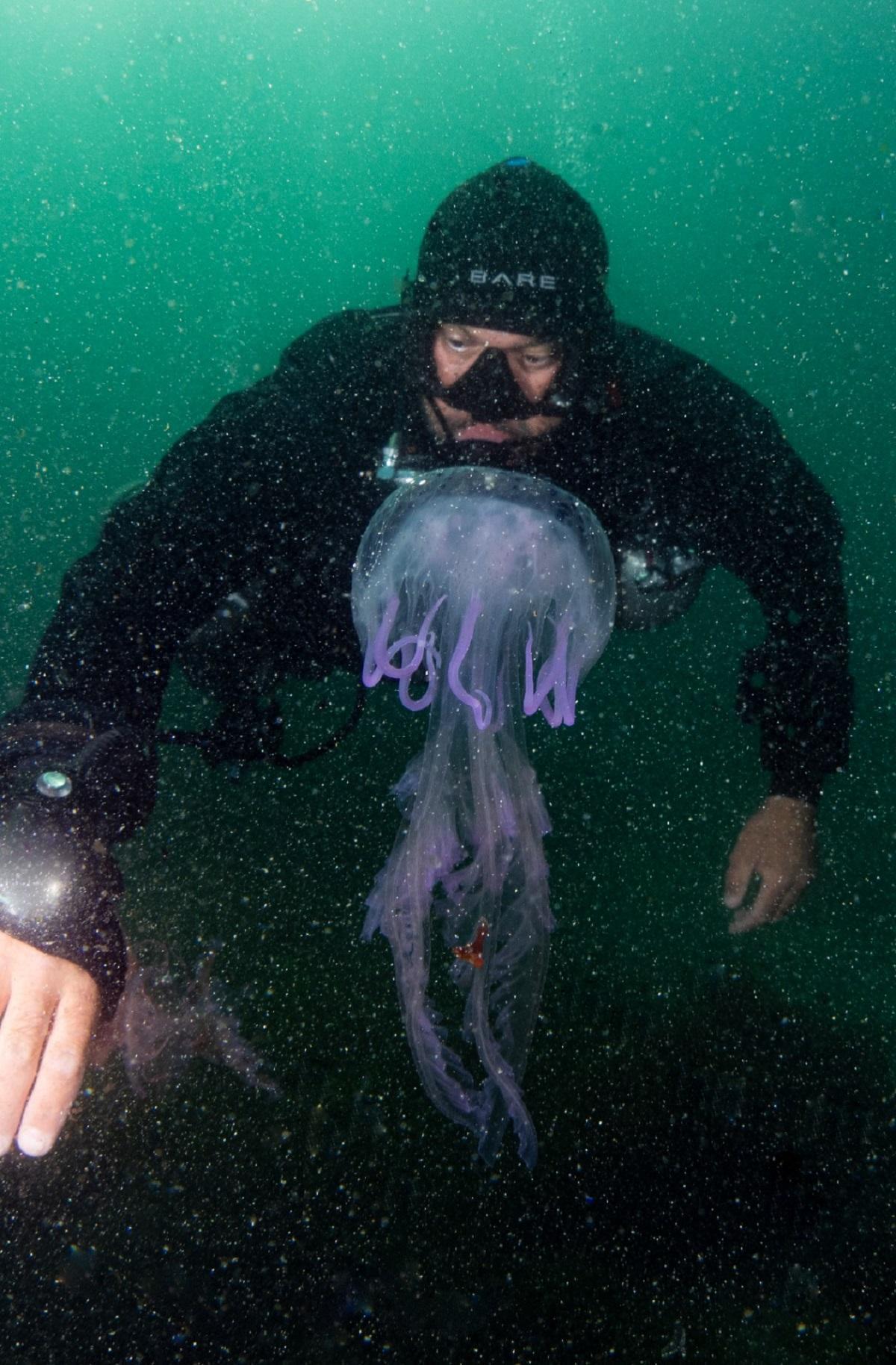La medusa bioluminiscente, captada ayer