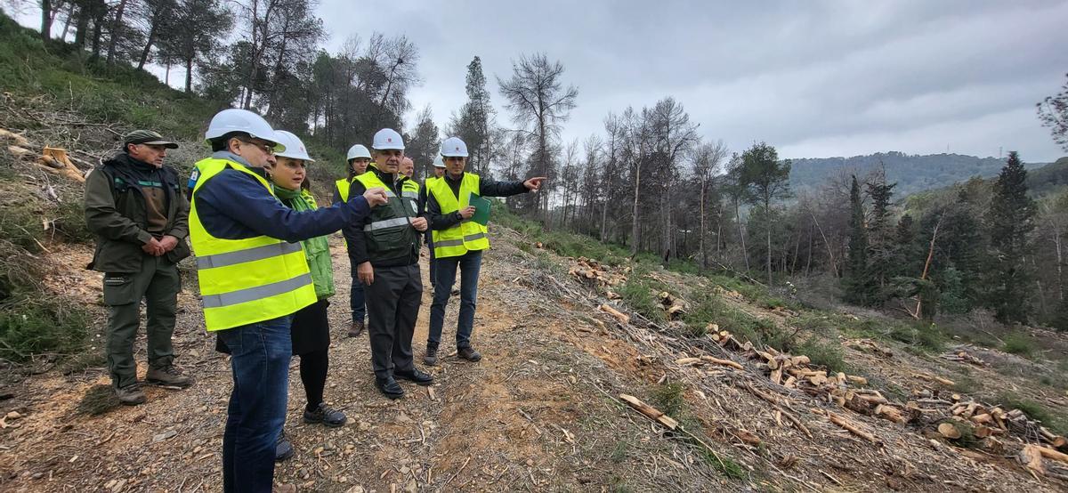 Un grupo de técnicos evalúa el estado de la masa forestal.