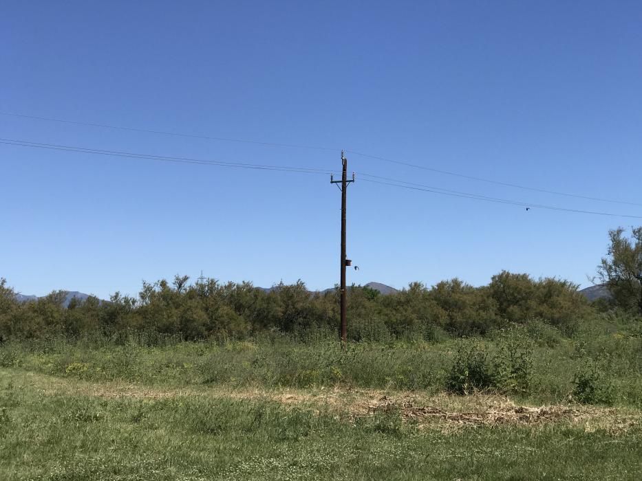 El gaig blau als Aiguamolls de l'Empordà