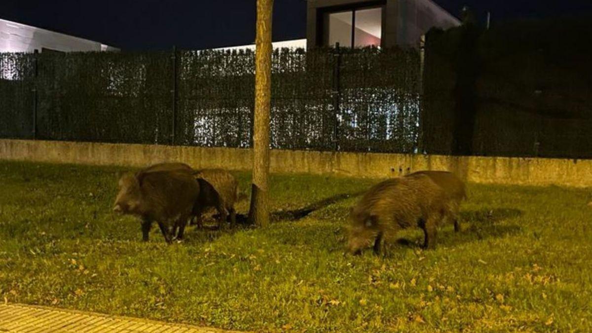 Una piara de cinco jabalíes ronda varias casas de Castiello