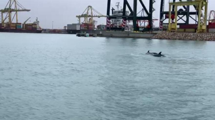 Delfines en la dársena del Puerto de València