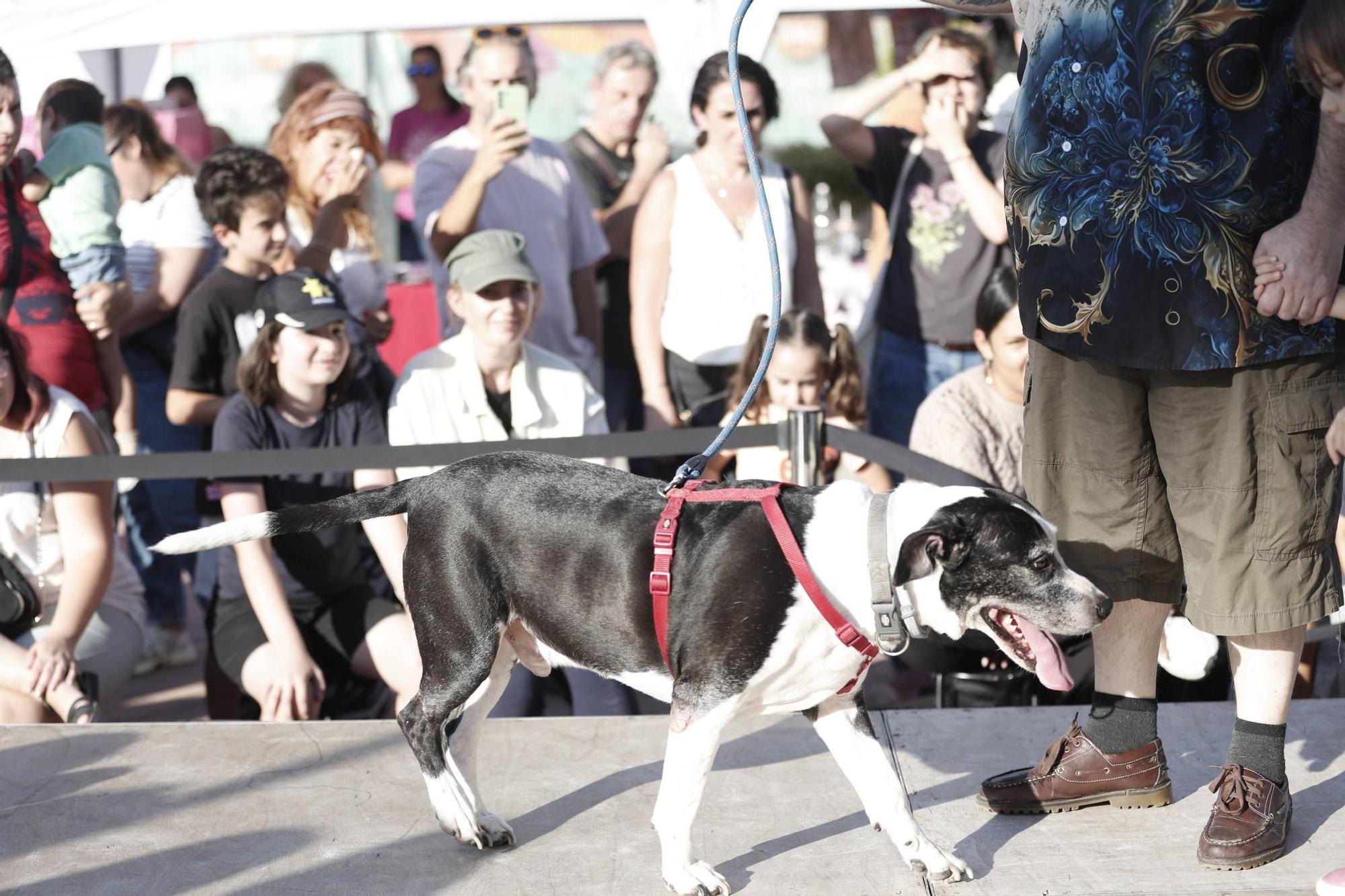 FOTOS | Desfile de Peluditos: Varios perros de Son Reus buscan un hogar