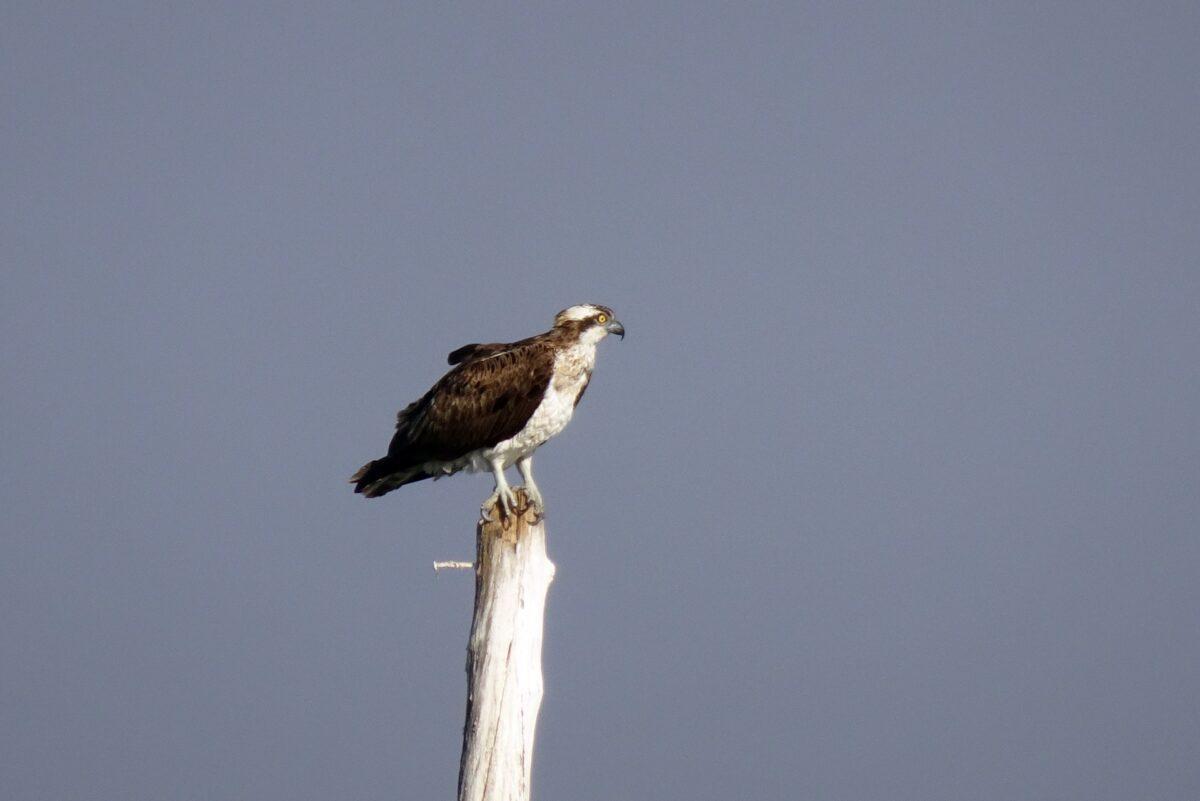 La Comunitat Valenciana recupera el águila pescadora, casi desaparecida de España