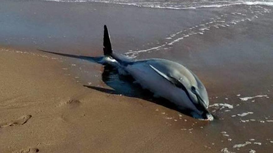 Un dofí s&#039;encalla i mor en una platja de l&#039;Escala