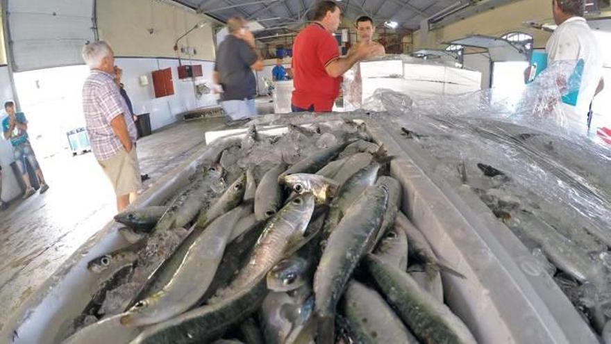 La Lonja pierde un 19% de capturas en 2015 por la desaparición de las sardinas